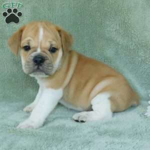 Charlie, Miniature Bulldog Puppy